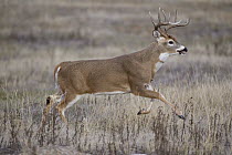 White-tailed Deer (Odocoileus virginianus) buck running across prairie, Montana