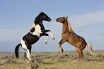Wild Horse (Equus caballus) fighting stallions, Wyoming