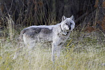 Gray Wolf (Canis lupus) with a radio collar, Alberta, Canada