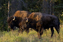 Wood Bison (Bison bison athabascae) males, British Columbia Canada