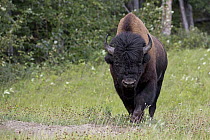 Wood Bison (Bison bison athabascae) male, British Columbia, Canada
