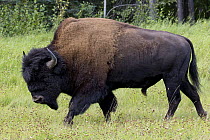 Wood Bison (Bison bison athabascae) male, British Columbia, Canada