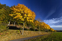 Norway Maple (Acer platanoides) trees along road in autumn, Germany
