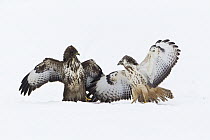 Common Buzzard (Buteo buteo) pair fighting over food in winter, Germany