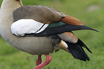 Egyptian Goose (Alopochen aegyptiacus) male plumage showing speculum, Germany