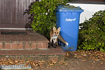 Red Fox (Vulpes vulpes) in front of house door at night, Europe