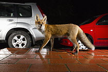 Red Fox (Vulpes vulpes) next to cars at night, Europe