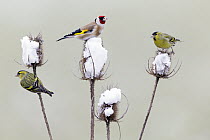 European Goldfinch (Carduelis carduelis) and Eurasian Siskin (Carduelis spinus) feeding on teasel thistle seeds in winter, Germany