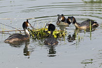 Great Crested Grebe (Podiceps cristatus) pairs disputing rightful ownership over nest platform, Germany. Sequence 1 of 3