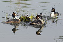 Great Crested Grebe (Podiceps cristatus) pairs disputing rightful ownership over nest platform, Germany. Sequence 2 of 3