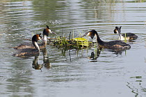 Great Crested Grebe (Podiceps cristatus) pairs disputing rightful ownership over nest platform, Germany. Sequence 3 of 3