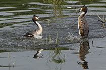 Great Crested Grebe (Podiceps cristatus) males fighting over territory, Germany