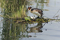 Great Crested Grebe (Podiceps cristatus) female on nest with eggs, Germany