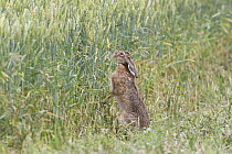 European Hare (Lepus europaeus) feeding on wheat, Germany