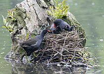 Common Moorhen (Gallinula chloropus) pair at nest tending to chicks, Germany