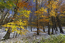 European Beech (Fagus sylvatica) forest in autumn with freshly fallen snow, Hessen, Germany
