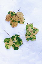 Sycamore (Acer pseudoplatanus) fall colored leaves on snow, Germany