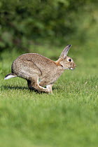 European Rabbit (Oryctolagus cuniculus) hopping across meadow, Netherlands