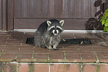 Raccoon (Procyon lotor) snarling on house doorstep at night, Germany