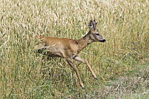 Western Roe Deer (Capreolus capreolus) buck running out of field, Germany