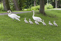 Mute Swan (Cygnus olor) parents leading cygnets to lake through a park, Germany