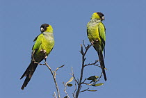 Nanday Parakeet (Nandayus nenday) pair, Fort Desoto Park, Florida