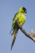 Nanday Parakeet (Nandayus nenday), Fort Desoto Park, Florida
