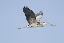 Great Blue Heron (Ardea herodias) flying with nesting material, Florida