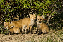 Red Fox (Vulpes vulpes) juveniles playing, North America