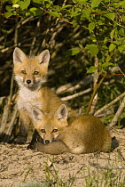 Red Fox (Vulpes vulpes) juvenile pair, North America