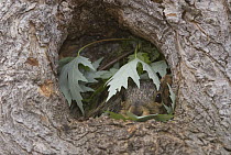 Eastern Fox Squirrel (Sciurus niger) in its leaf-lined nest, North America