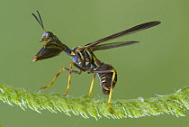 Mantis Fly (Climaciella brunnea), North America