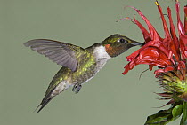 Ruby-throated Hummingbird (Archilochus colubris) feeding on flower, North America