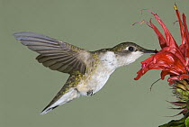 Ruby-throated Hummingbird (Archilochus colubris) feeding on flower, North America