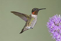 Ruby-throated Hummingbird (Archilochus colubris) male at Blazing Star (Liatris scariosa) flower, North America