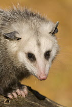 Virginia Opossum (Didelphis virginiana), native to North America