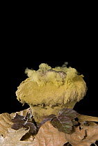 Skull-shaped Puffball (Calvatia craniiformis) releasing spores. Sequence 2 of 3