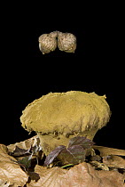 Skull-shaped Puffball (Calvatia craniiformis) with falling acorns. Sequence 1 of 3