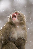 Japanese Macaque (Macaca fuscata) yawning in snowfall, Japan
