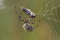 Banded Garden Spider (Argiope trifasciata) wrapping prey in silk, North America