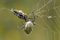Banded Garden Spider (Argiope trifasciata) feeding on mummified insect prey, North America
