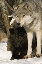 Gray Wolf (Canis lupus) pair including melanistic individual, North America
