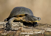 Blanding's Turtle (Emydoidea blandingii) sunning on a log, North America
