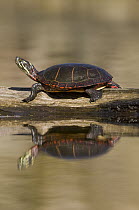 Painted Turtle (Chrysemys picta) sunning on a log, North America