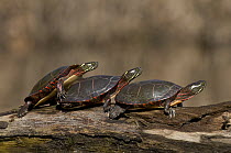 Painted Turtle (Chrysemys picta) trio sunning on log, North America