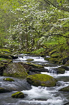 Stream cascading through spring deciduous forest, Great Smoky Mountains National Park, Tennessee