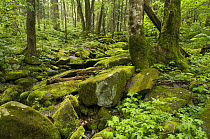 Moss-covered boulders in lusch deciduous forest, Great Smoky Mountains National Park, Tennessee