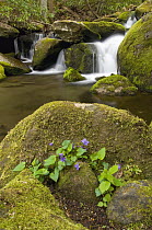 Cascading stream with moss-covered boulders, Great Smoky Mountains National Park, Tennessee