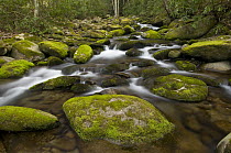 Stream and moss-covered boulders, Great Smoky Mountains National Park, Tennessee