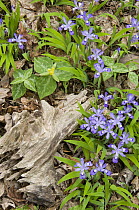 Dwarf Crested Iris (Iris cristata) and trillium on forest floor, Great Smoky Mountains National Park, Tennessee